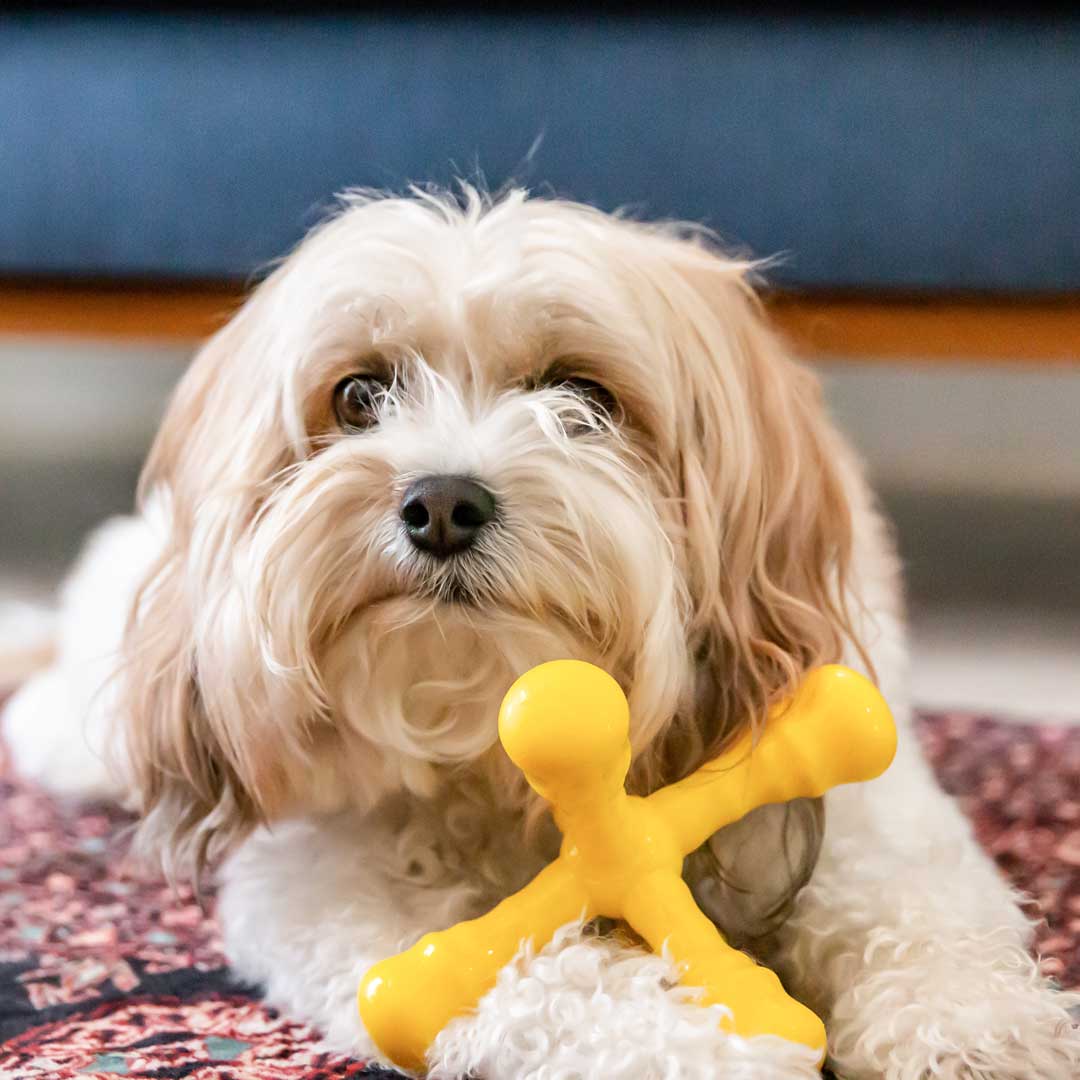 Los mejores juguetes para perros