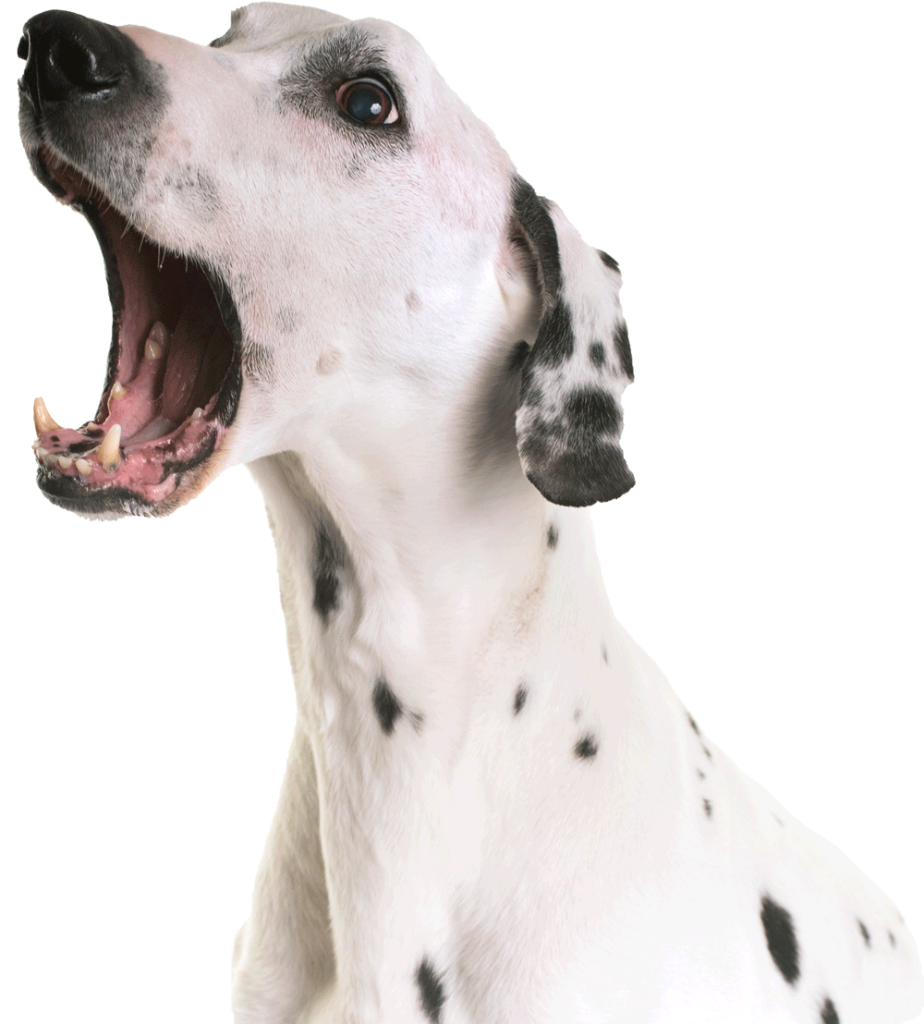 Consejos para cuidar el pelaje de tu perro