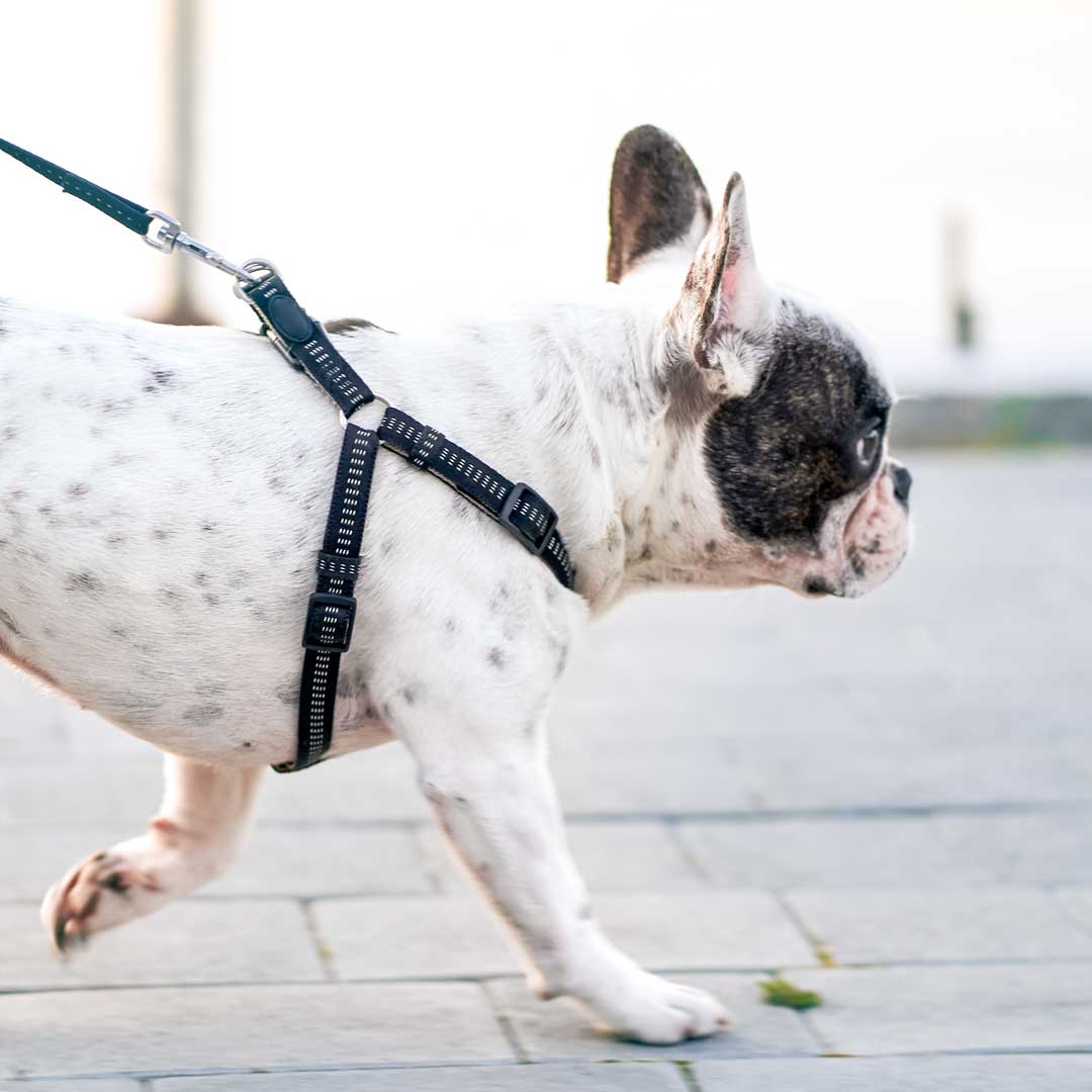 Cómo enseñar a tu perro a hacer sus necesidades fuera: guía práctica