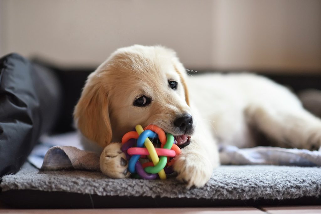 mejores juguetes para perros