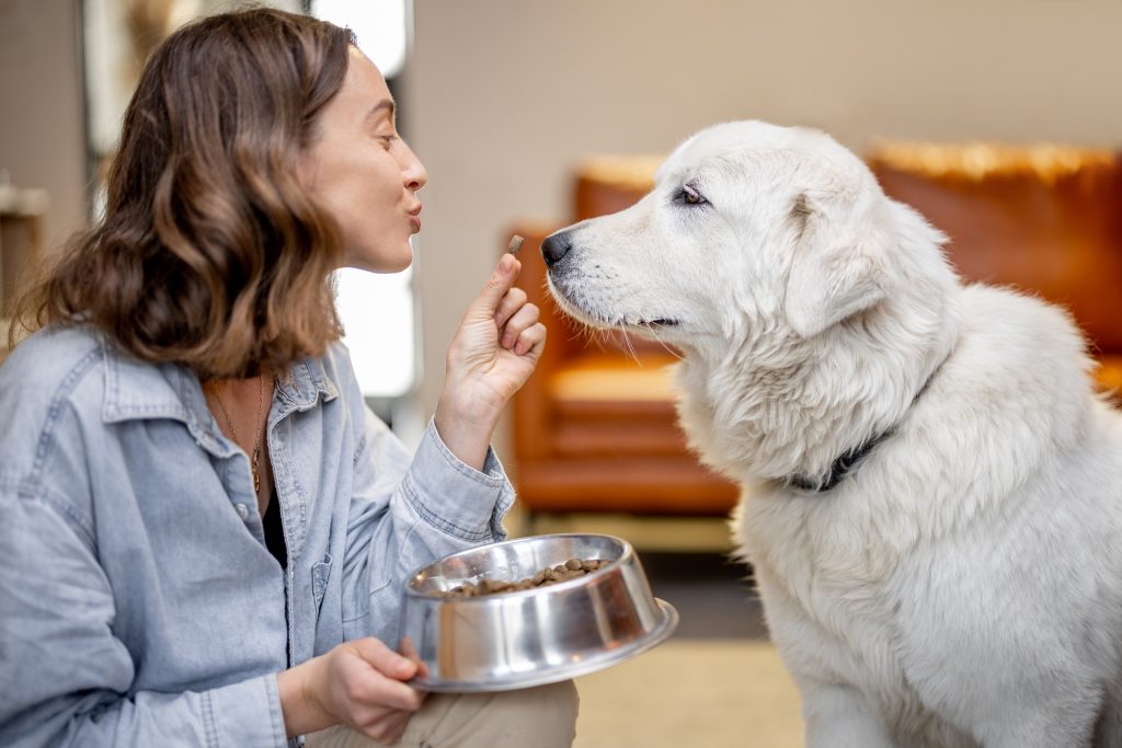 entrenar a tu perro con refuerzo positivo