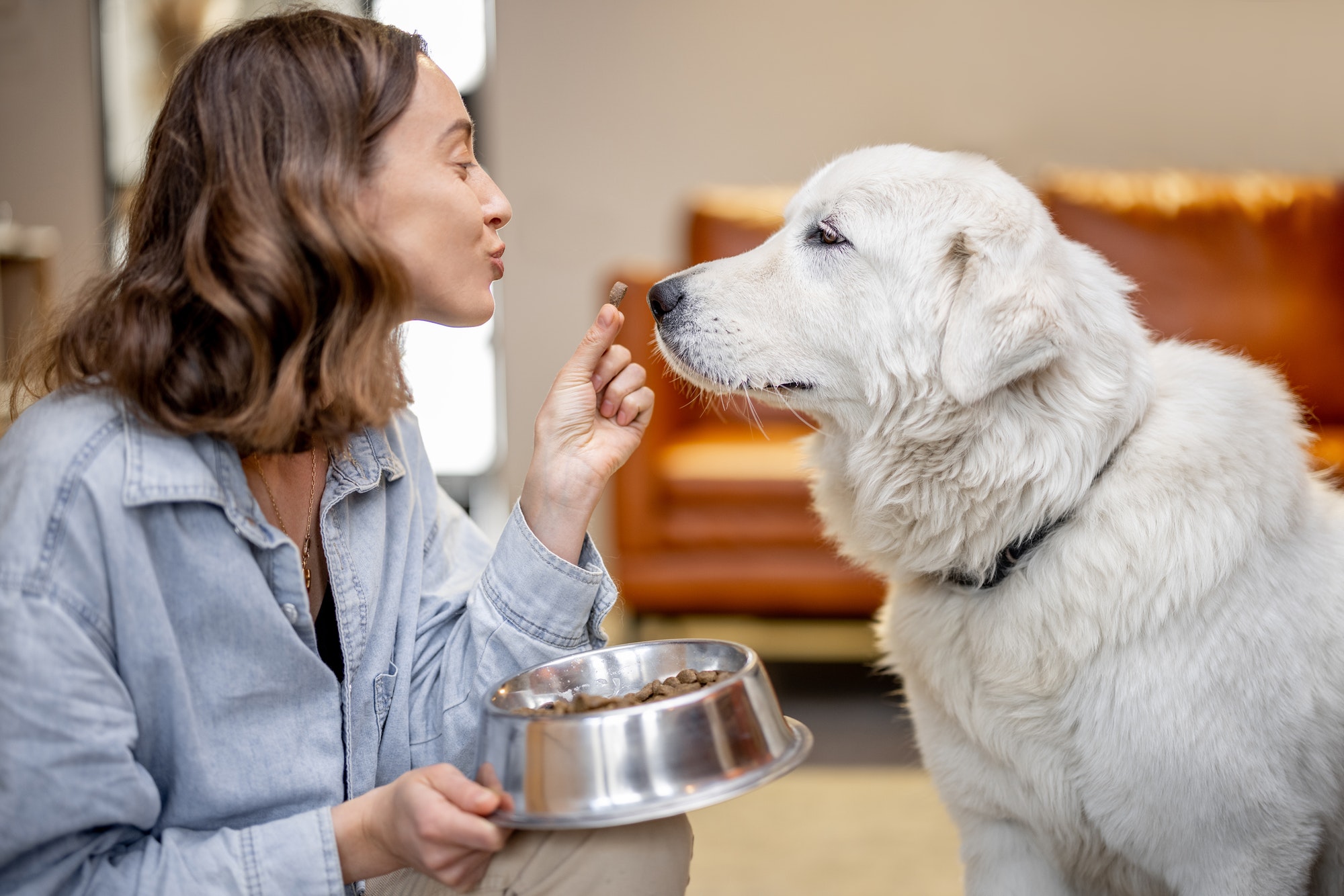 entrenar a tu perro con refuerzo positivo
