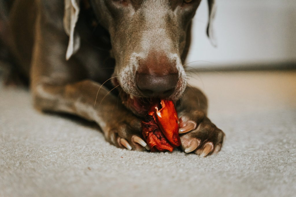 los mejores snacks para perros